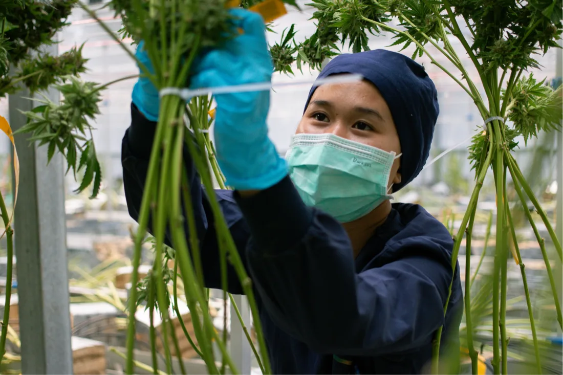 Cultivation technician tending cannabis plants